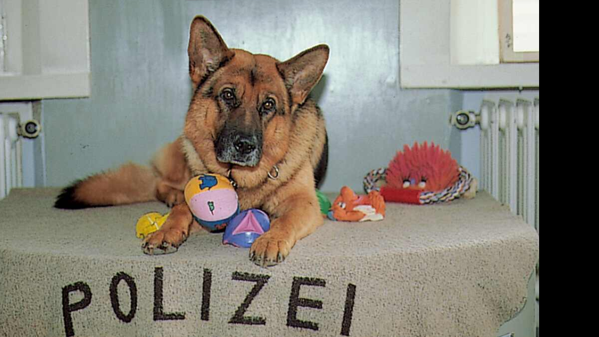 Il commissario Rex: la più tenera indagine sull’eterno conflitto tra uomo, cane e sandwich